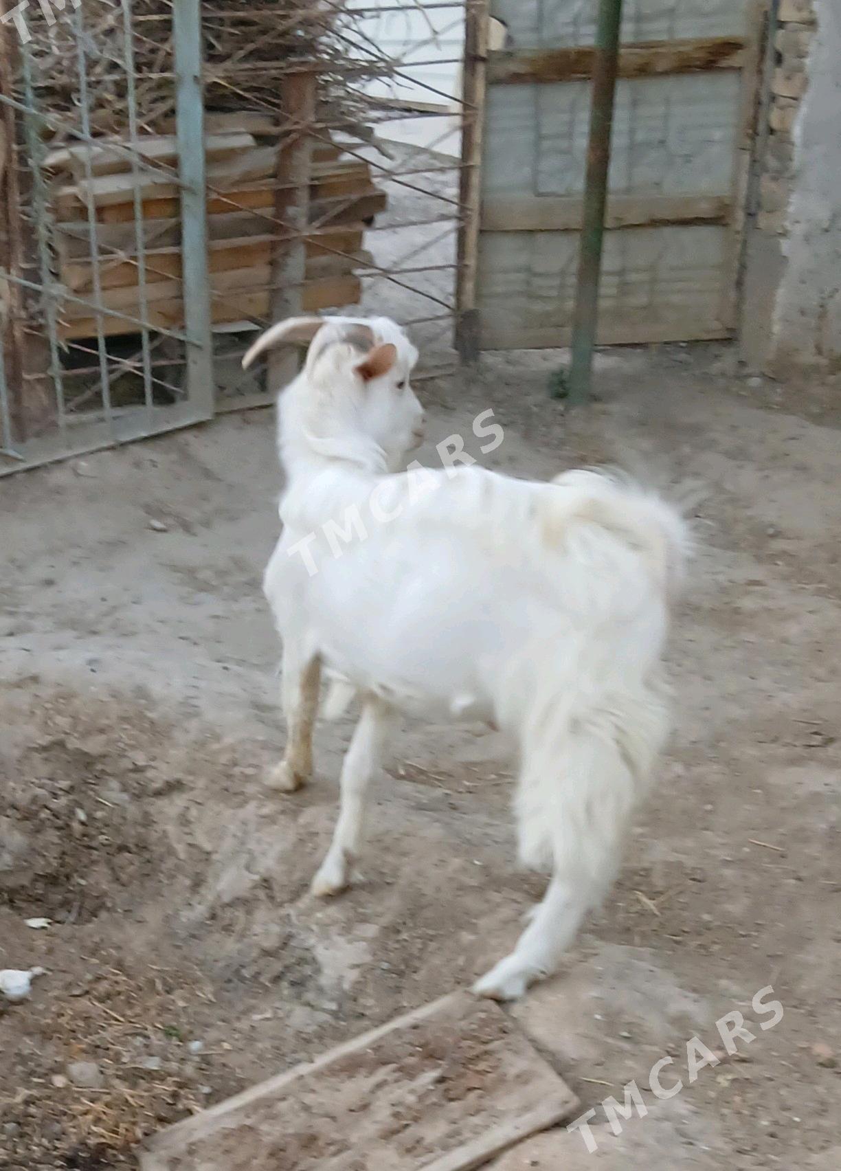 Türk Dog tekesi - Бузмеин - img 4
