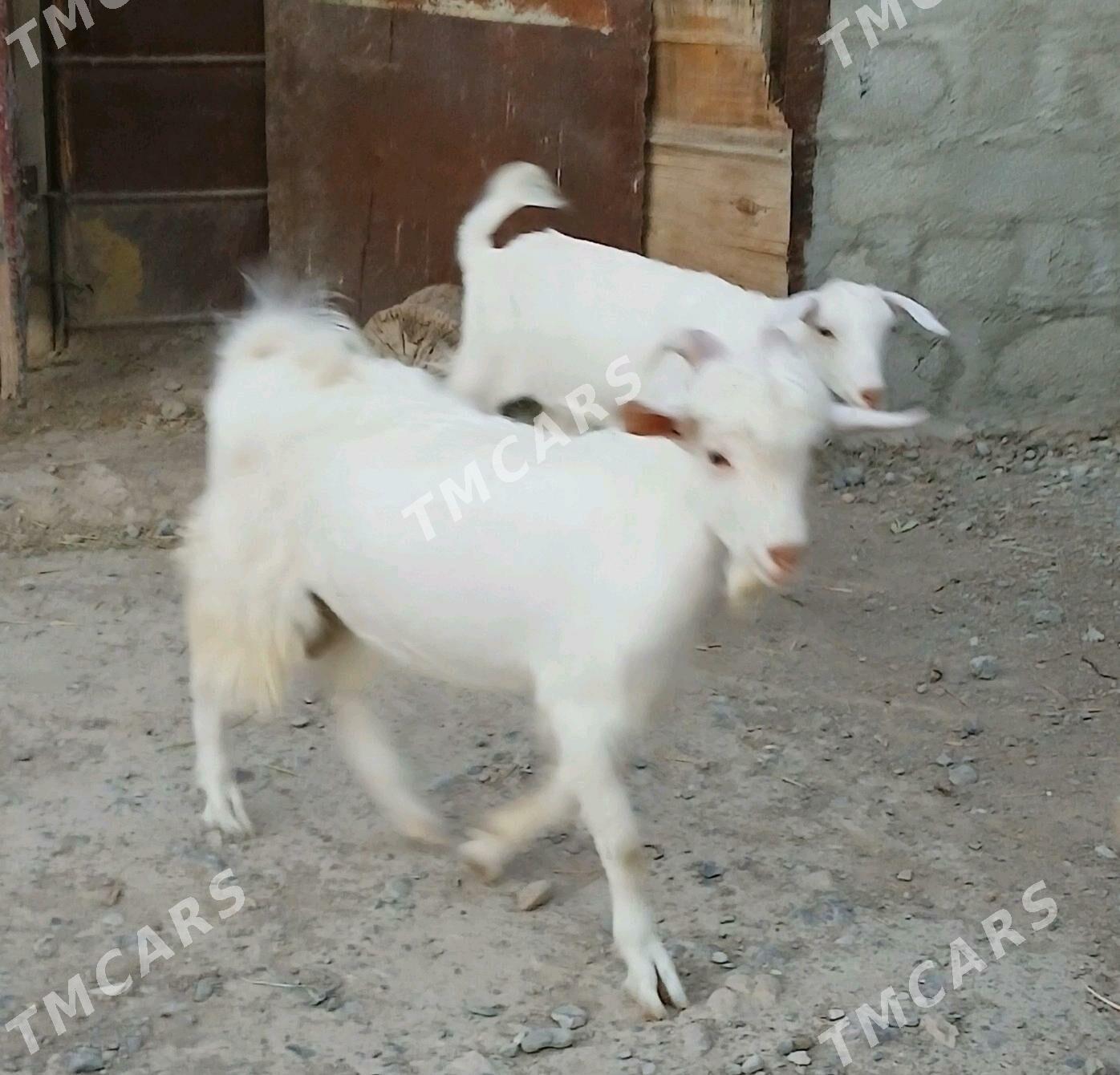 Türk Dog tekesi - Бузмеин - img 2