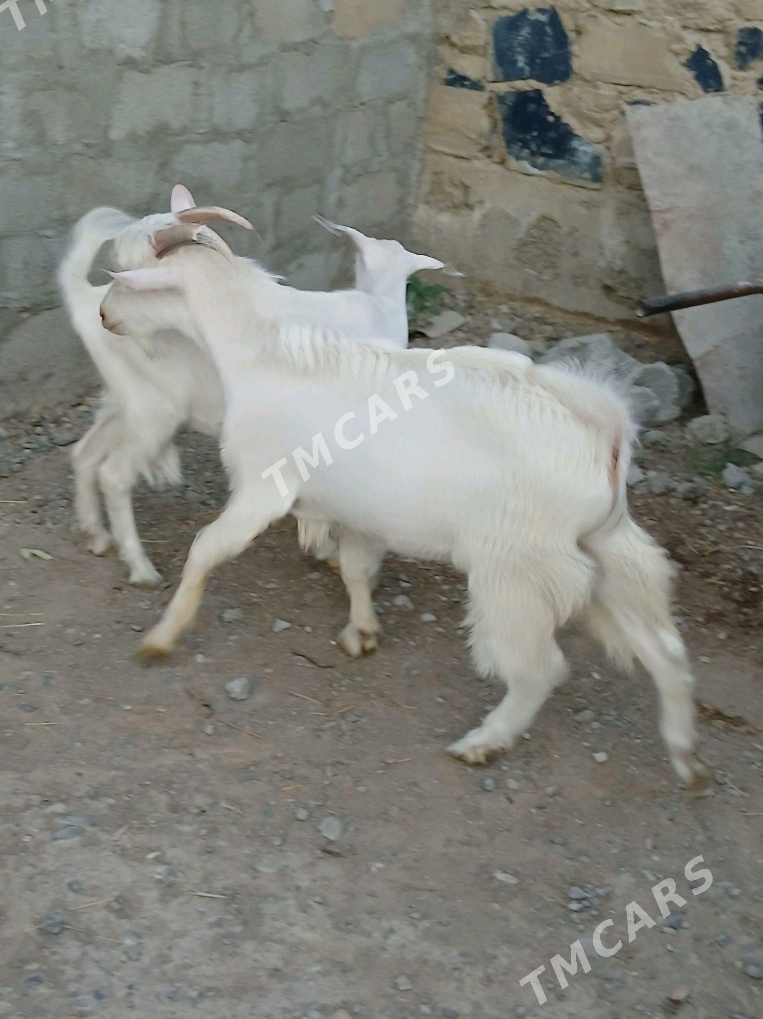 Türk Dog tekesi - Бузмеин - img 3