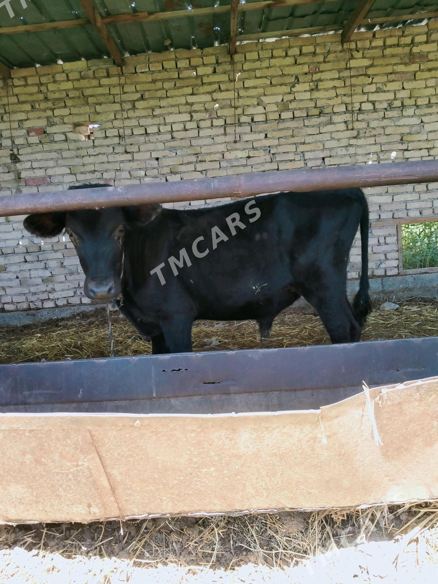 okuzce - Çärjew - img 2