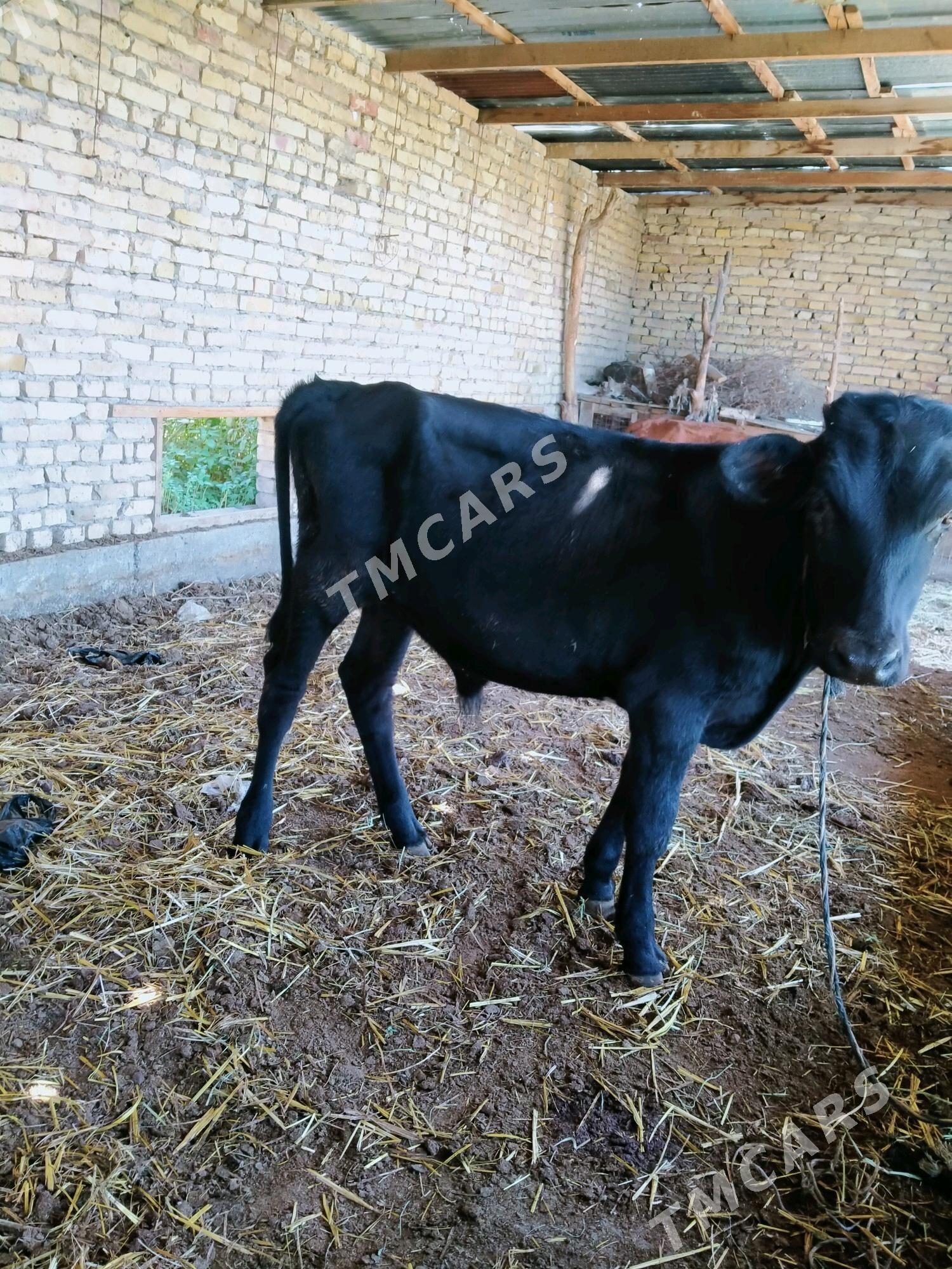 okuzce - Çärjew - img 3