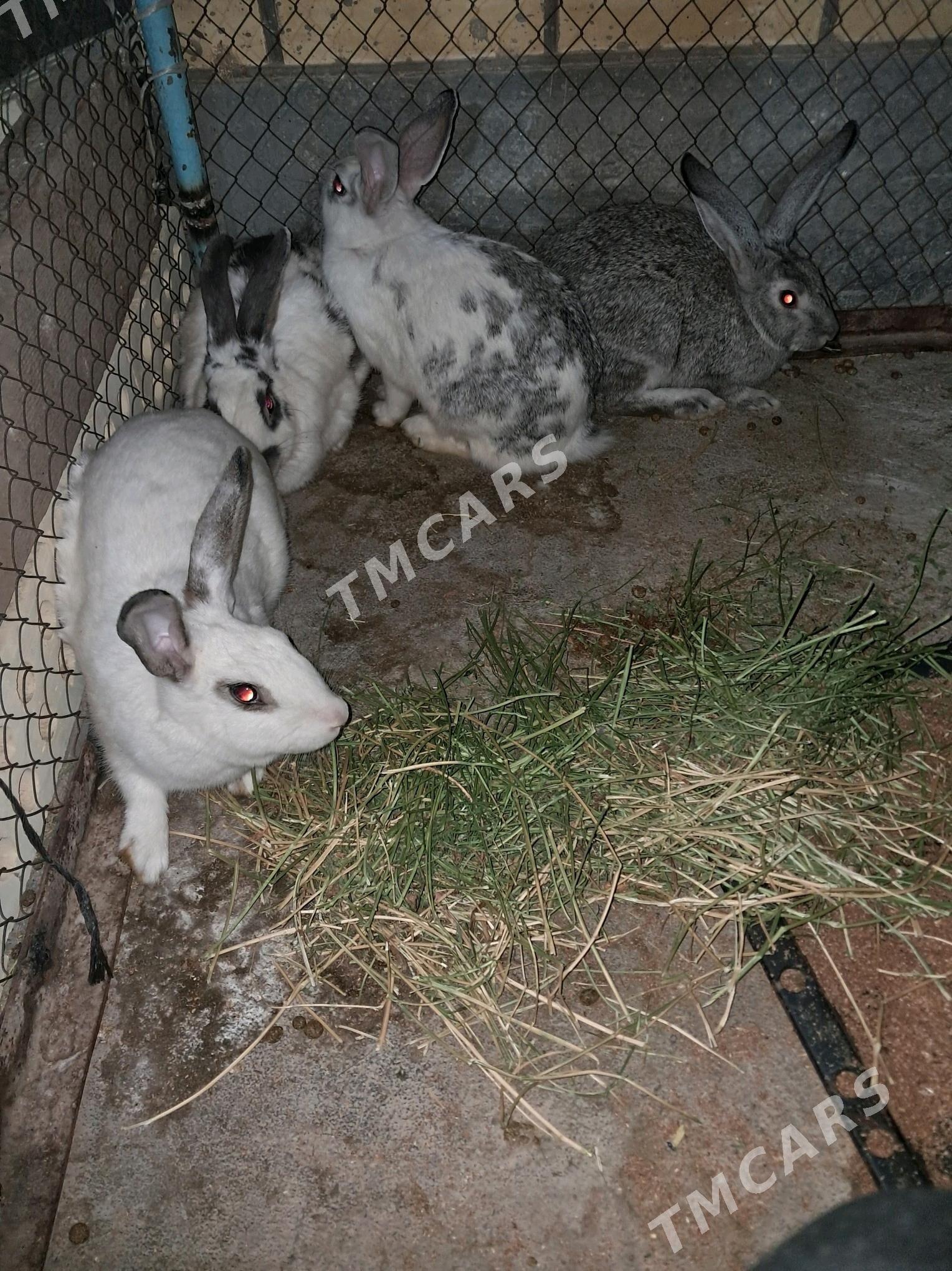 towşan - Sakarçäge - img 2