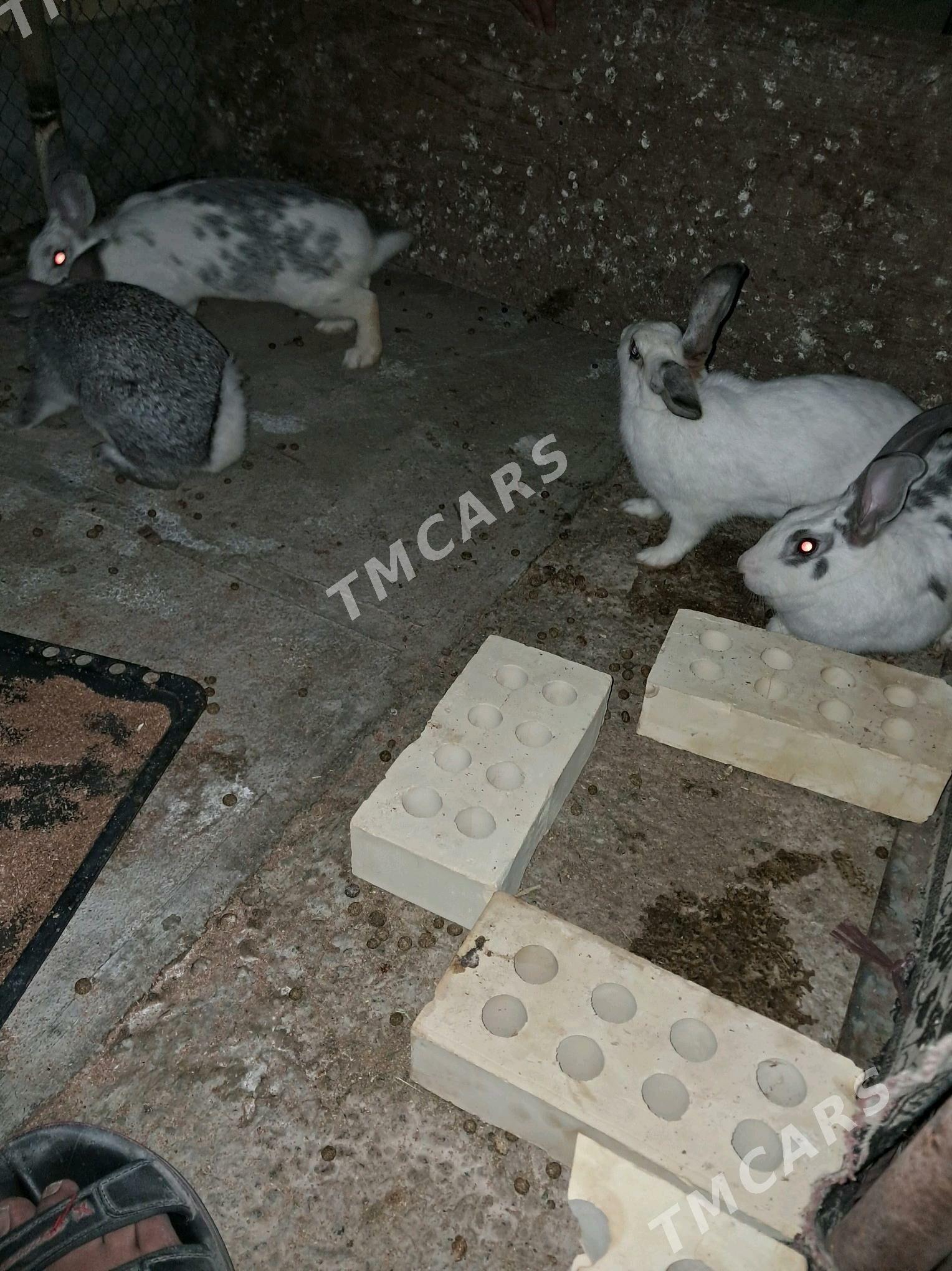towşan - Sakarçäge - img 5