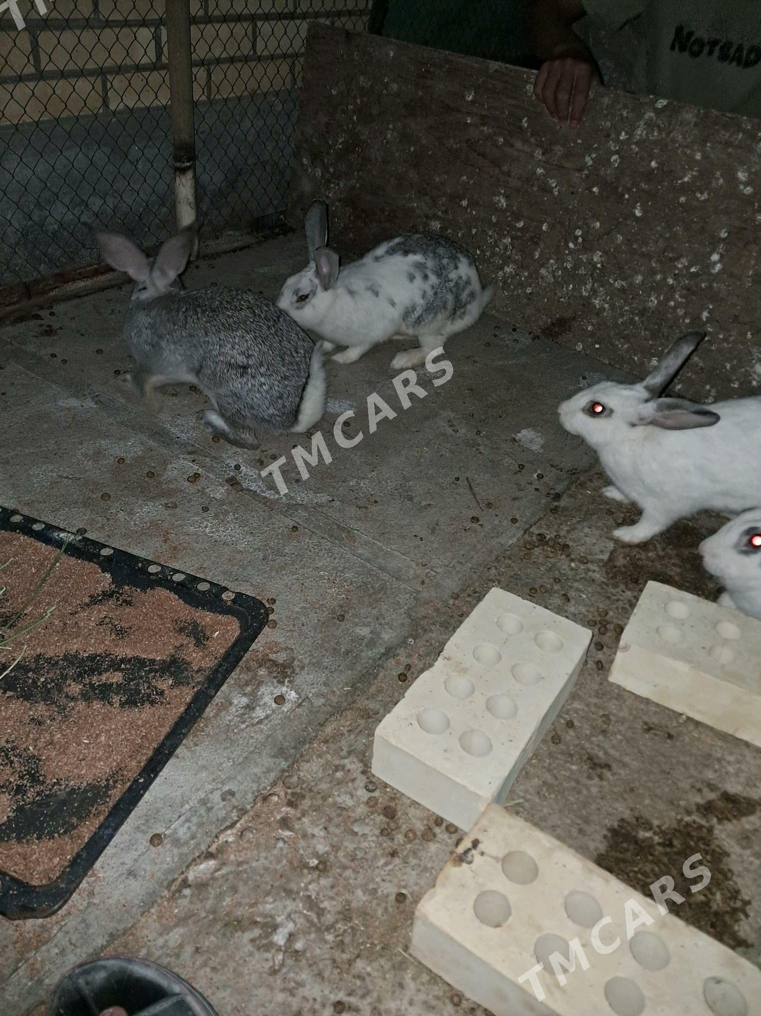 towşan - Sakarçäge - img 6