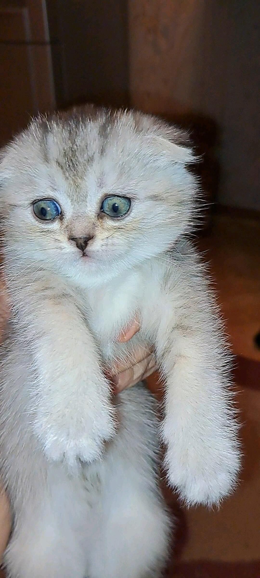 шотландские котята - Ашхабад - img 5
