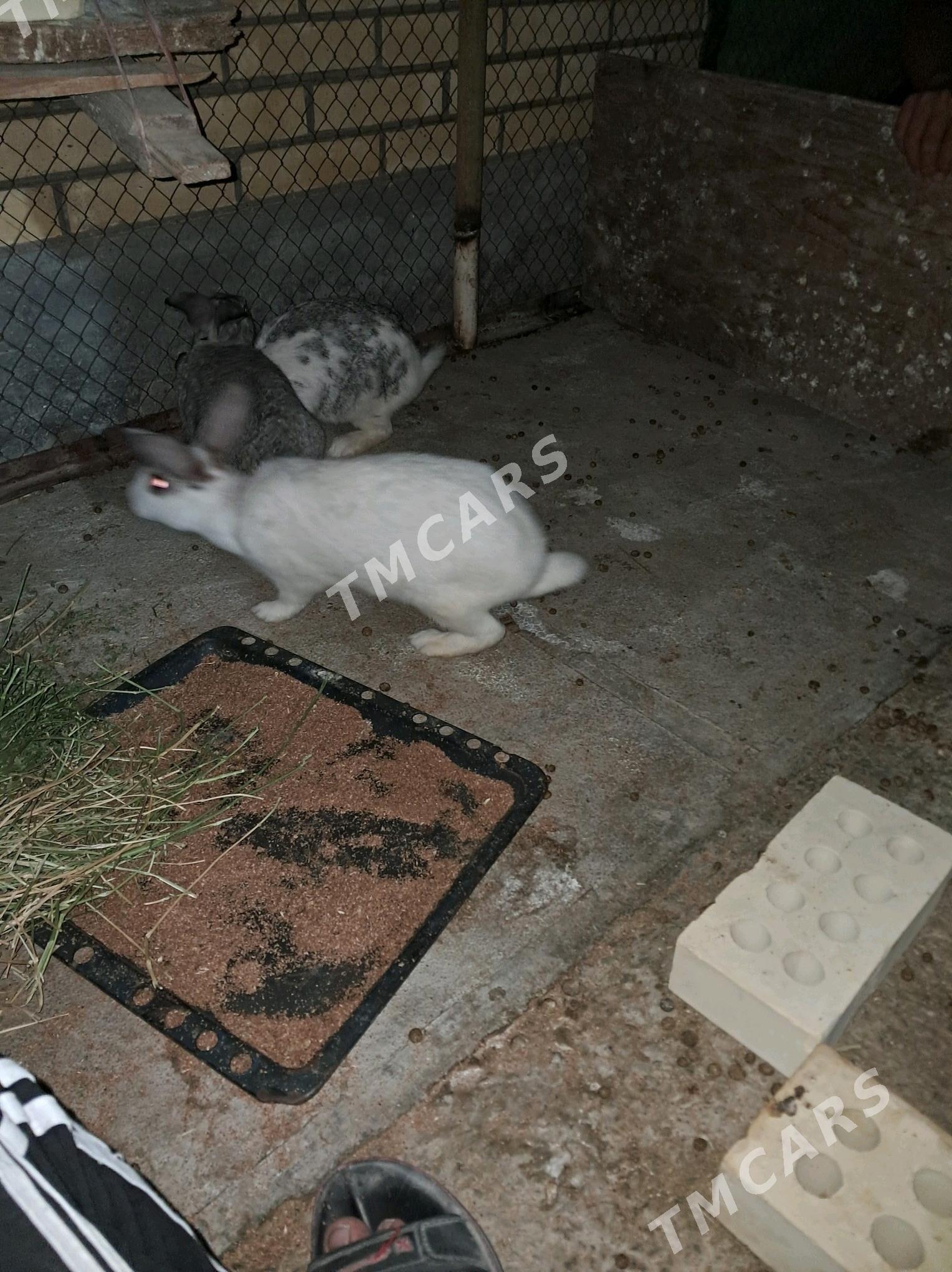 towşan - Sakarçäge - img 10