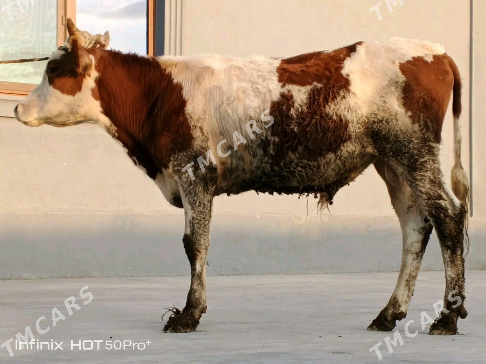 Okuz - Büzmeýin - img 1