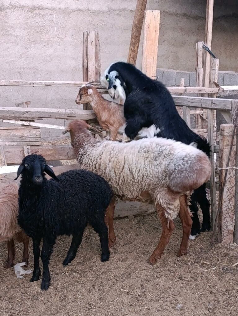 HOWUR GOÇ TEKE - Багир - img 2