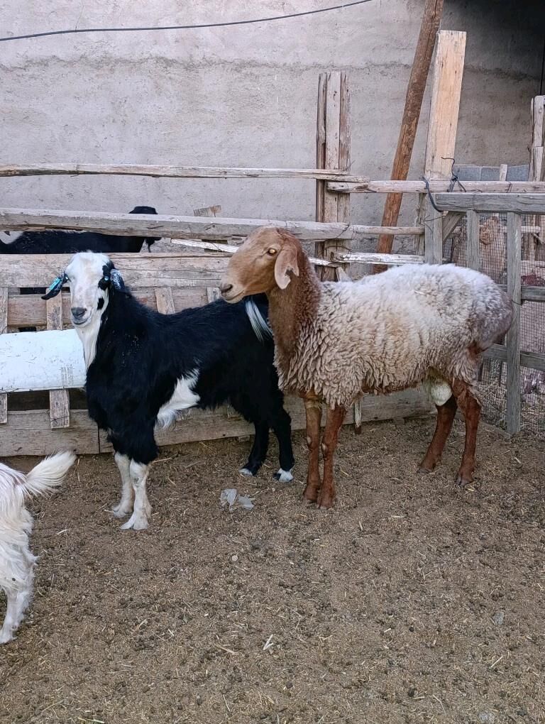 HOWUR GOÇ TEKE - Багир - img 5