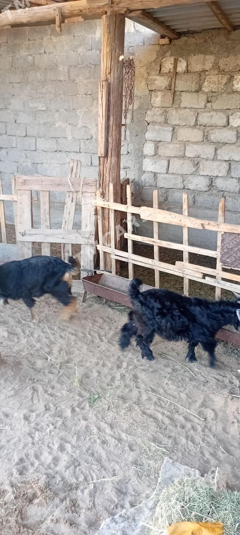 Çewişler Arassa - Garadamak - img 2