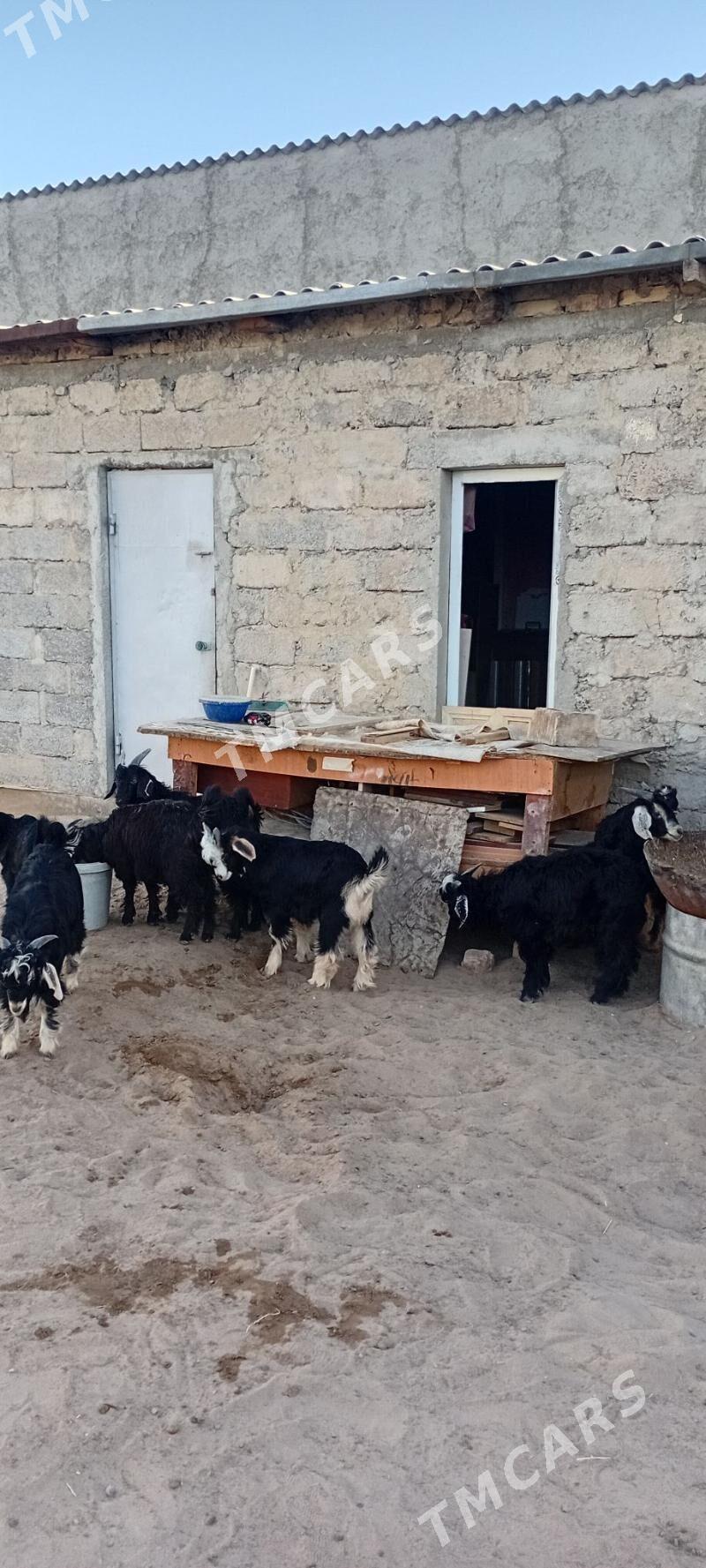 Çewişler Arassa - Garadamak - img 6