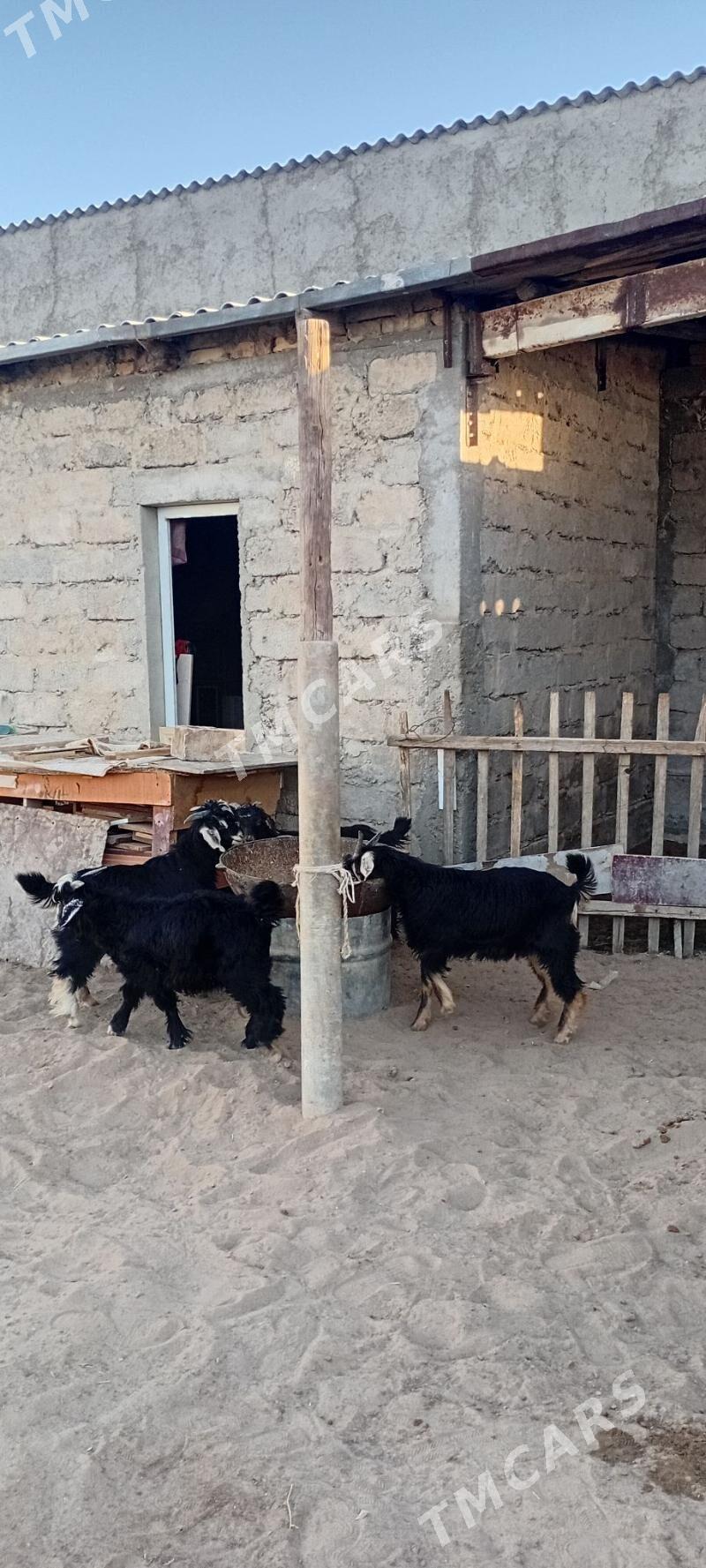 Çewişler Arassa - Garadamak - img 3