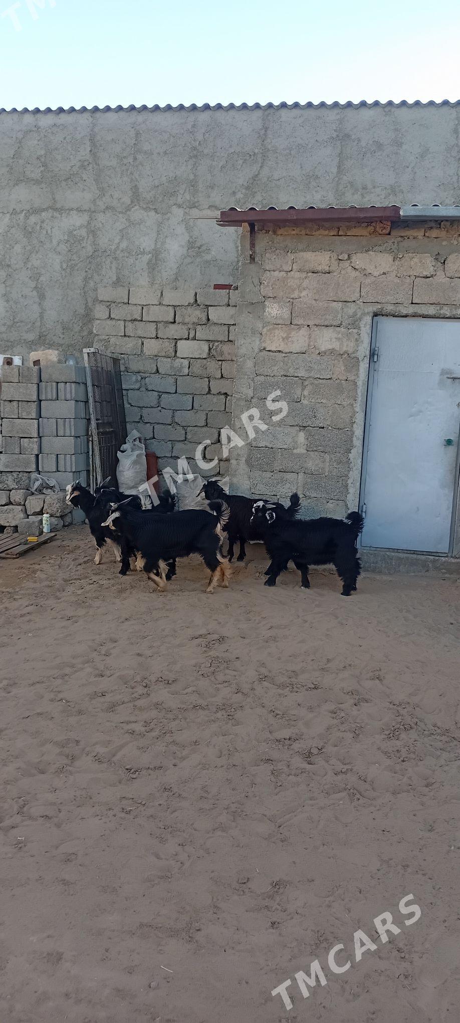Çewişler Arassa - Garadamak - img 4