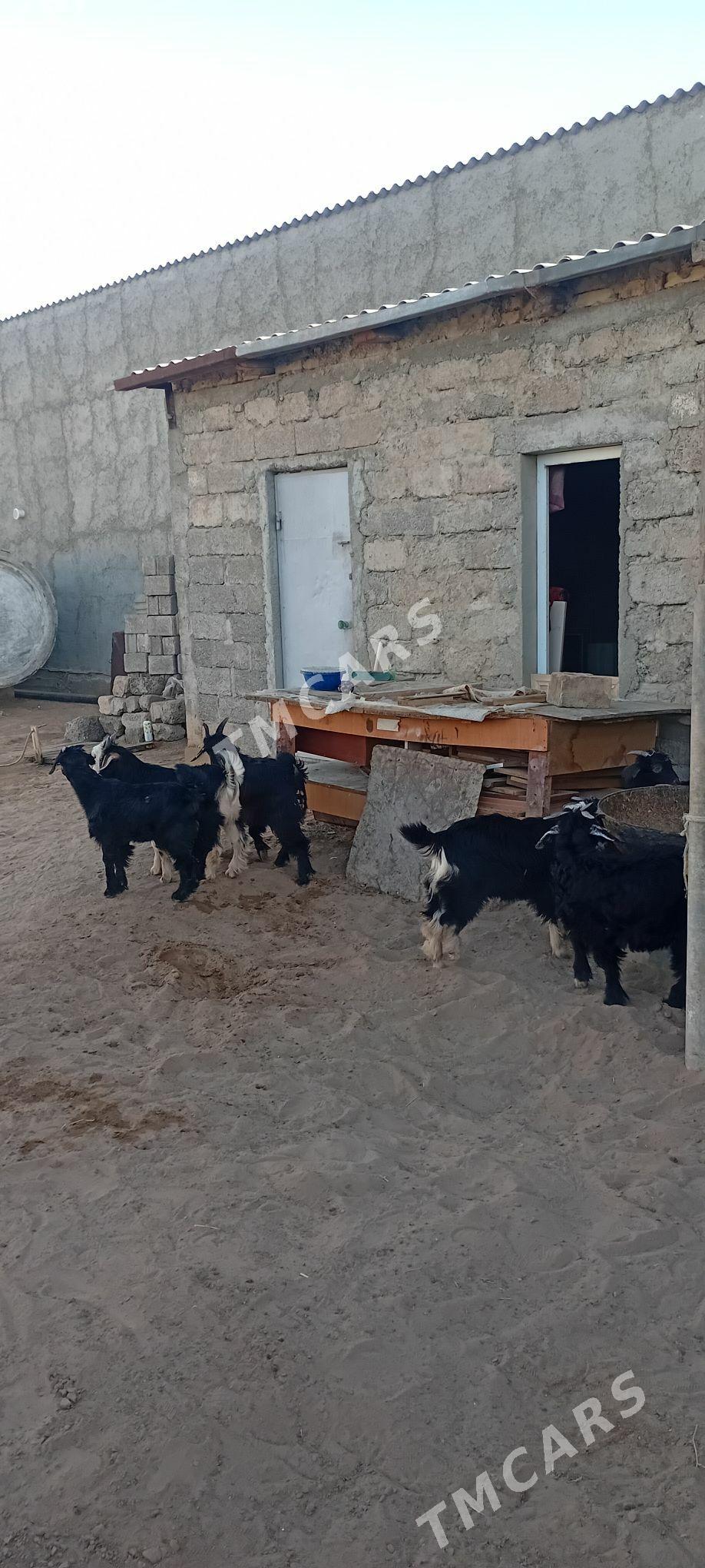 Çewişler Arassa - Garadamak - img 5