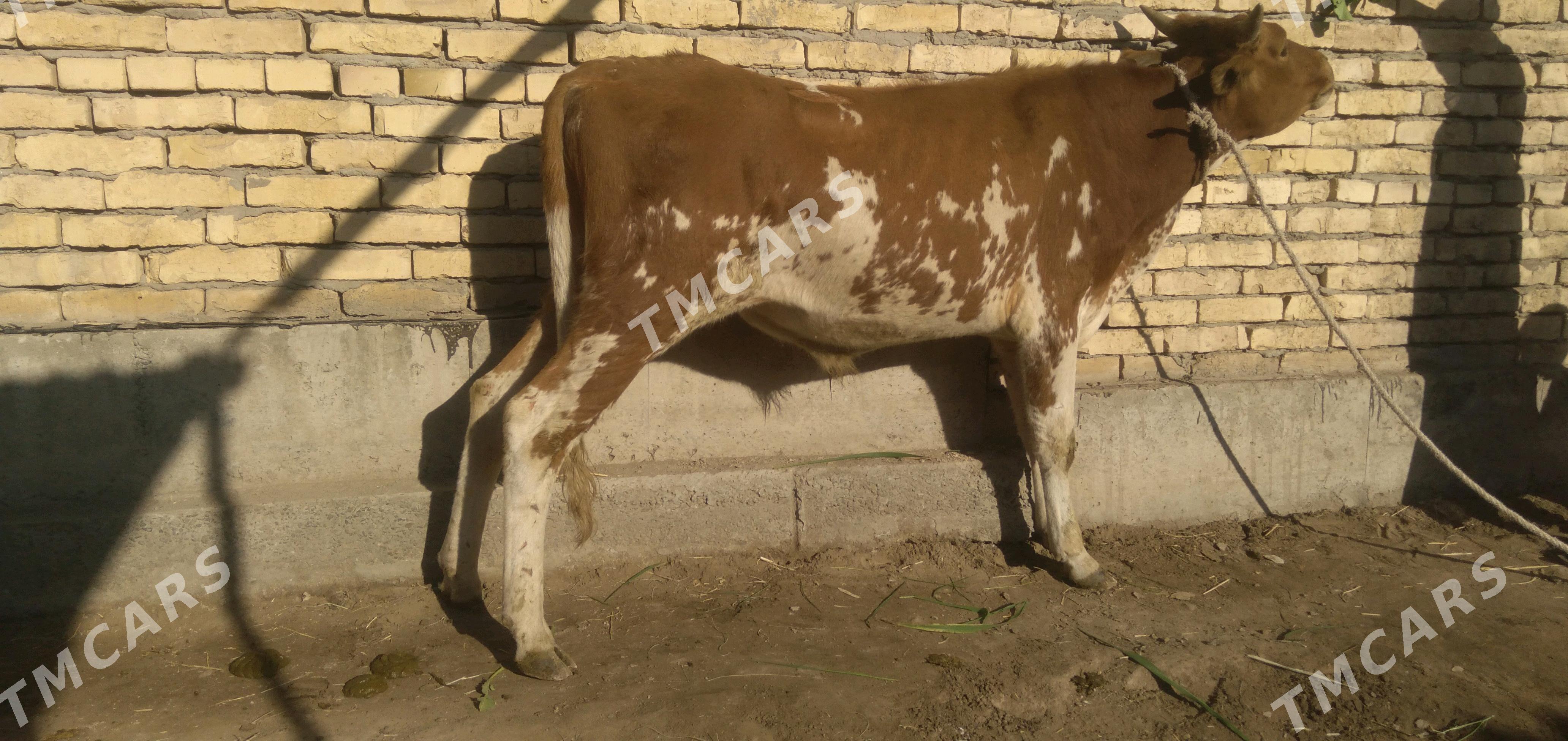 Okuzler - Türkmenabat - img 3