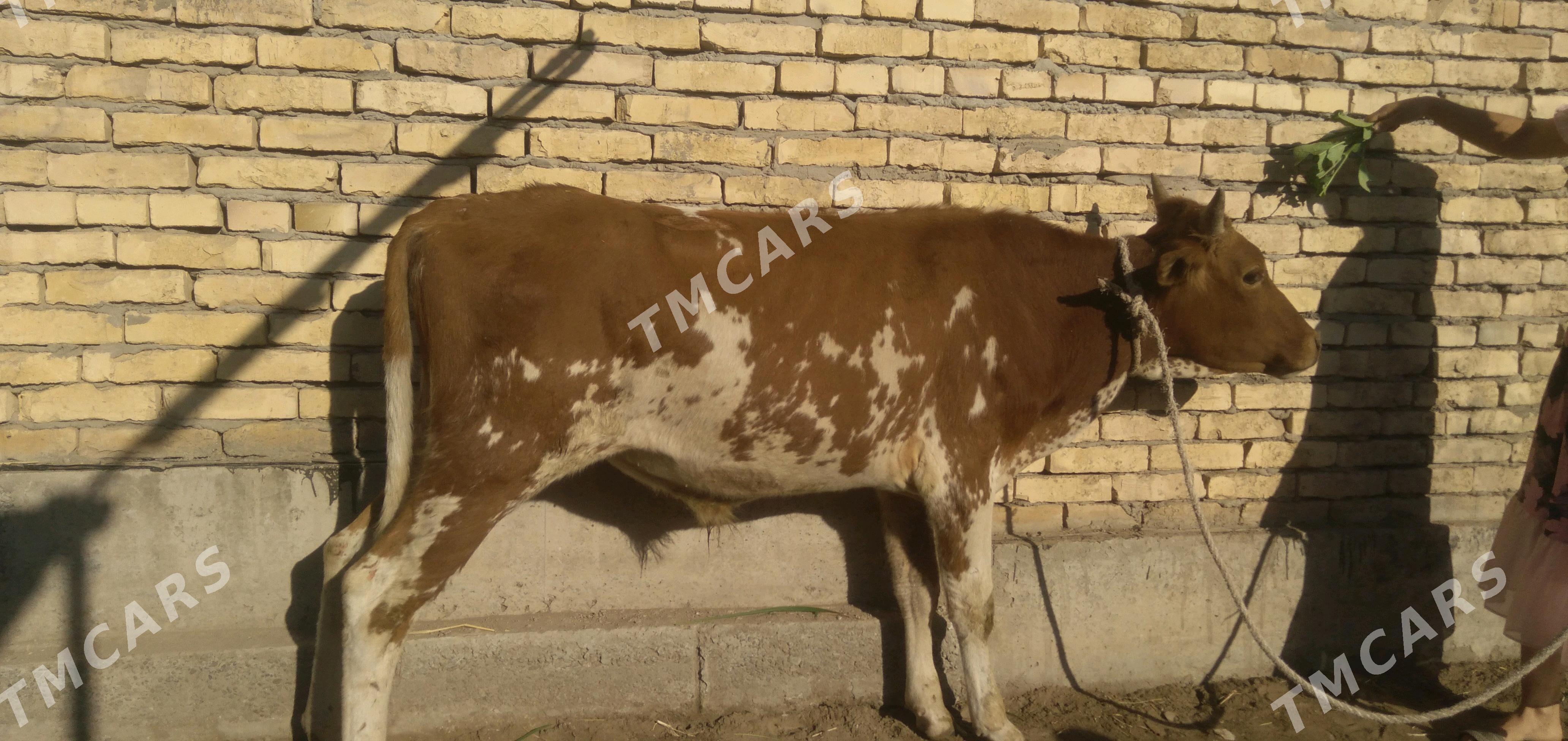 Okuzler - Türkmenabat - img 4