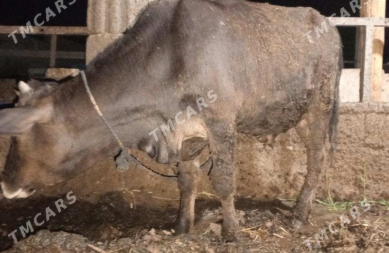 öküz siwes yerli tohum - Гёкдепе - img 5