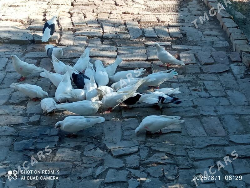 satlyk kepter - Türkmenabat - img 2
