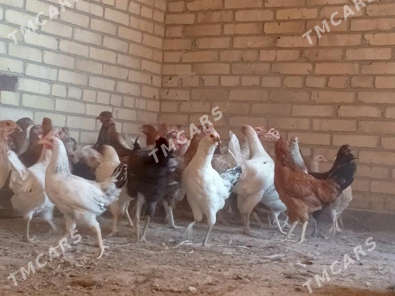 parodny towuklar - Сакар - img 3