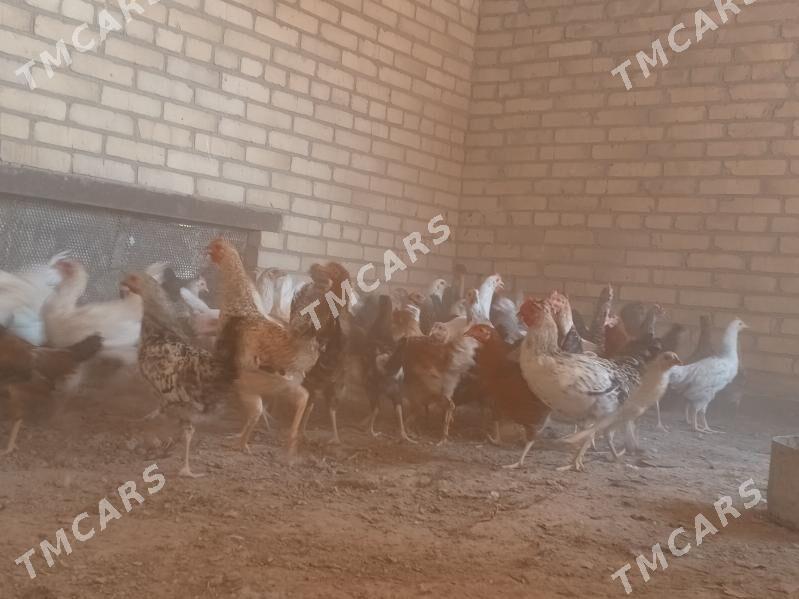 parodny towuklar - Сакар - img 2