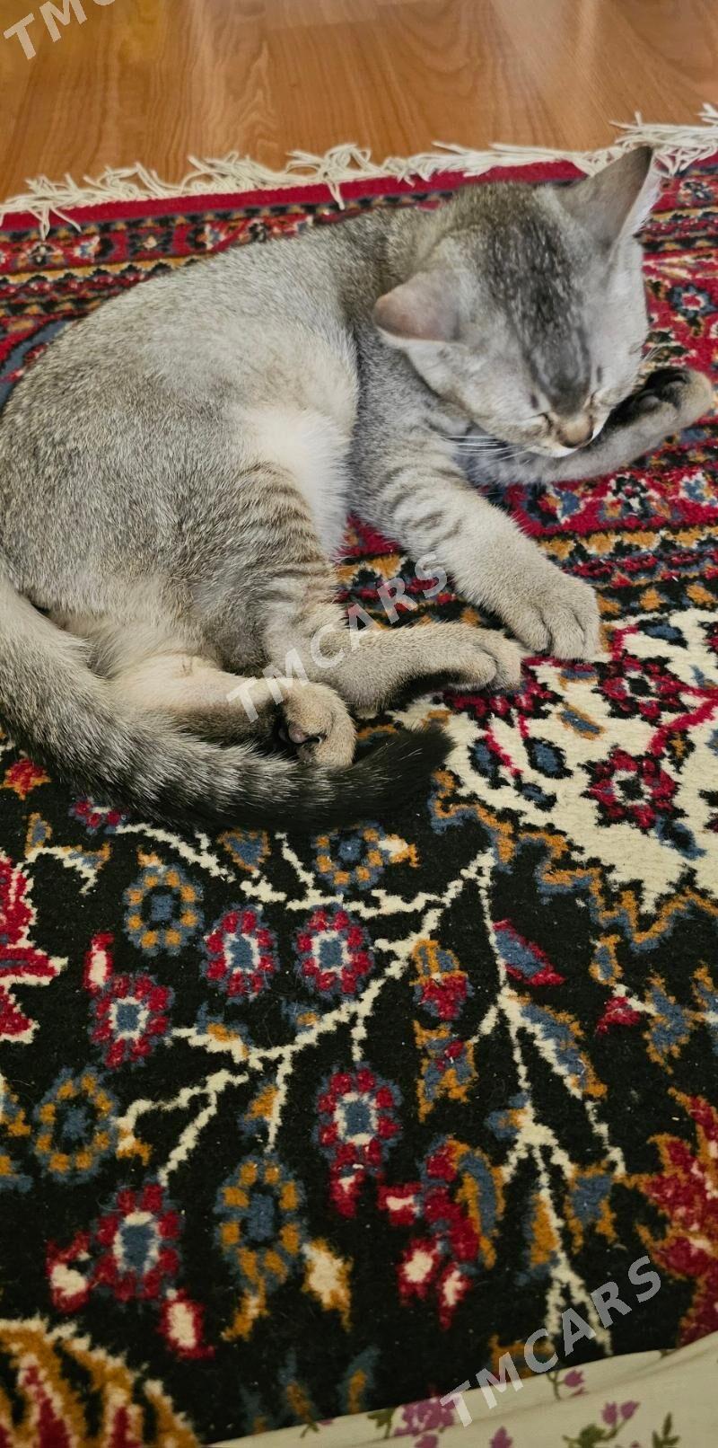 кошка pişik - Aşgabat - img 3