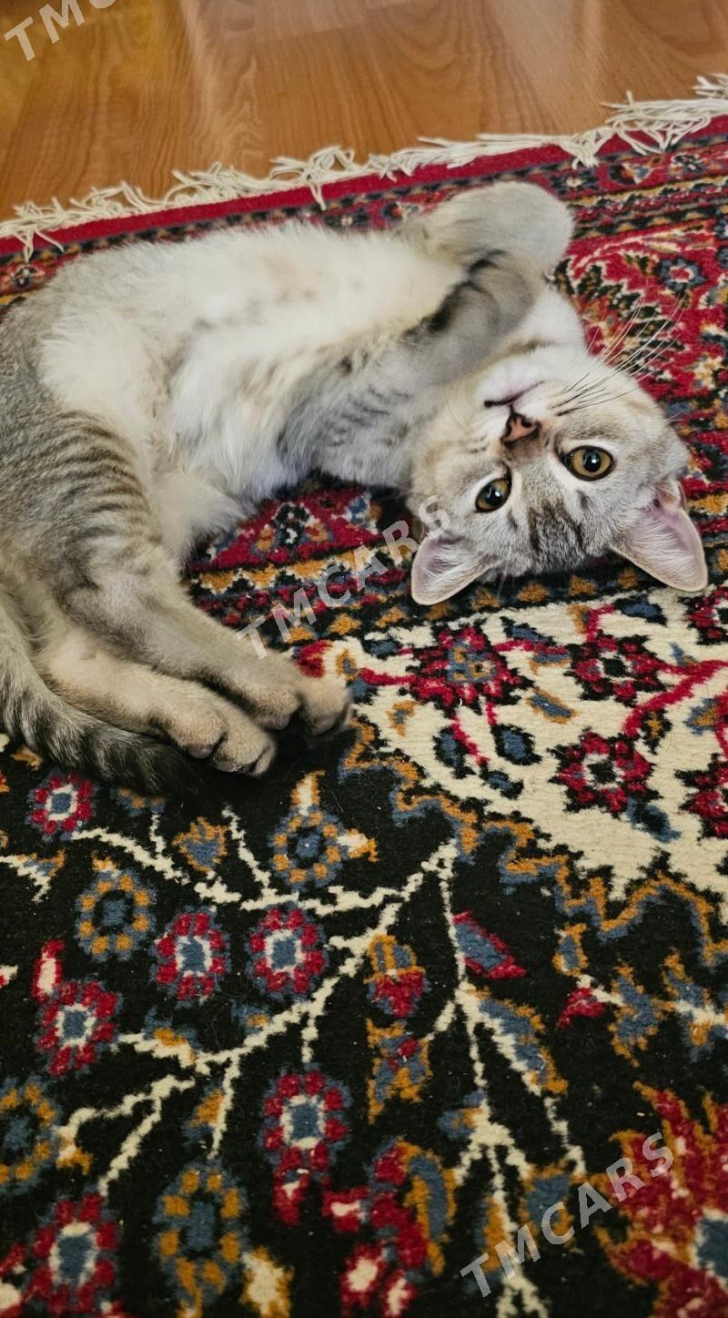 кошка pişik - Aşgabat - img 5