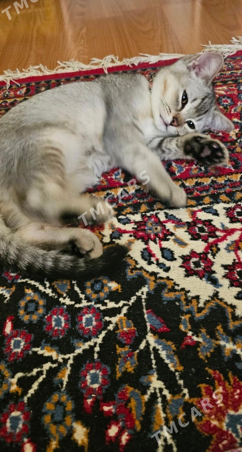 кошка pişik - Aşgabat - img 2