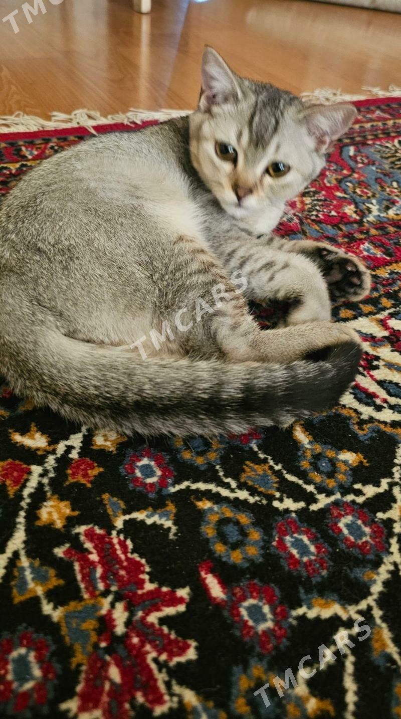 кошка pişik - Aşgabat - img 7