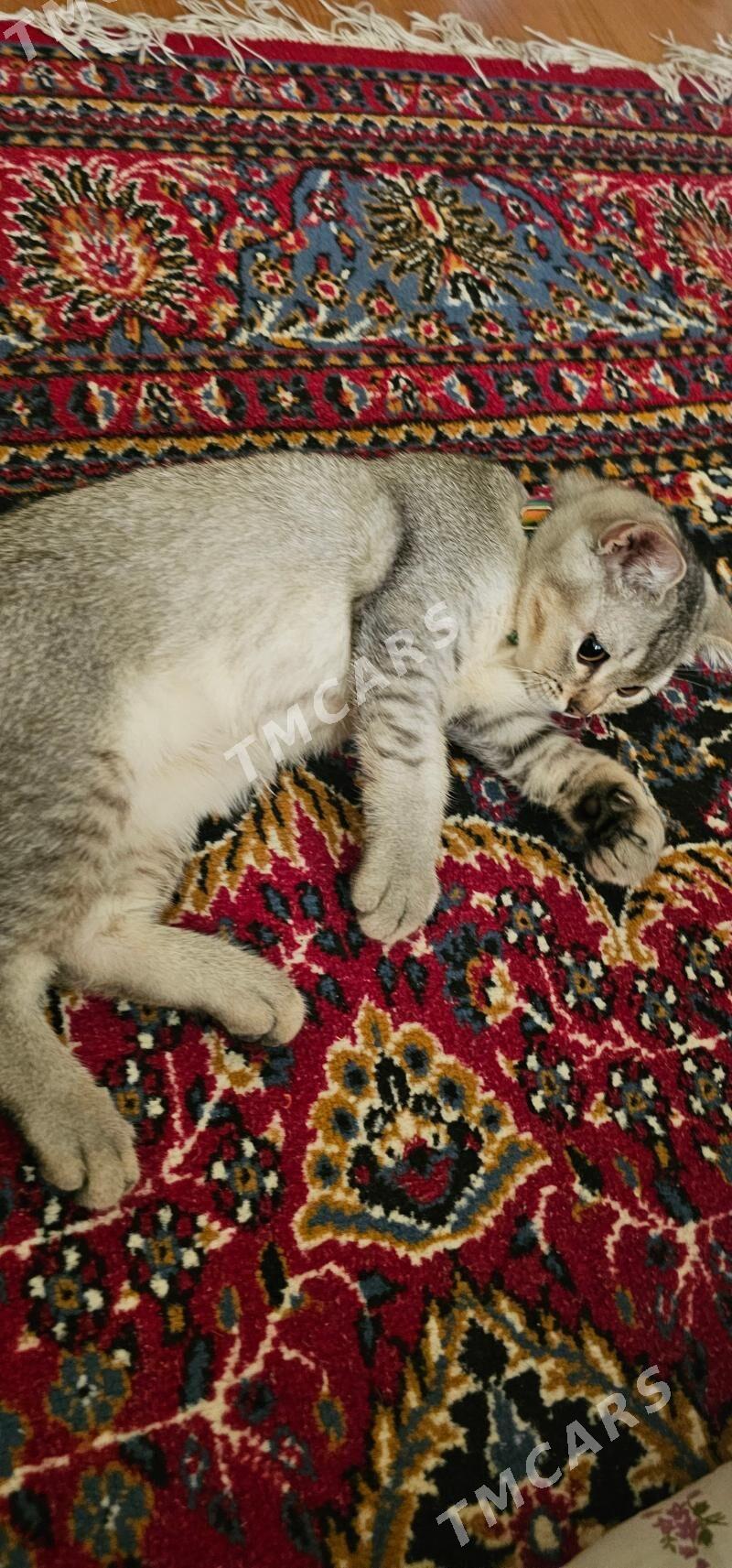 кошка pişik - Aşgabat - img 6