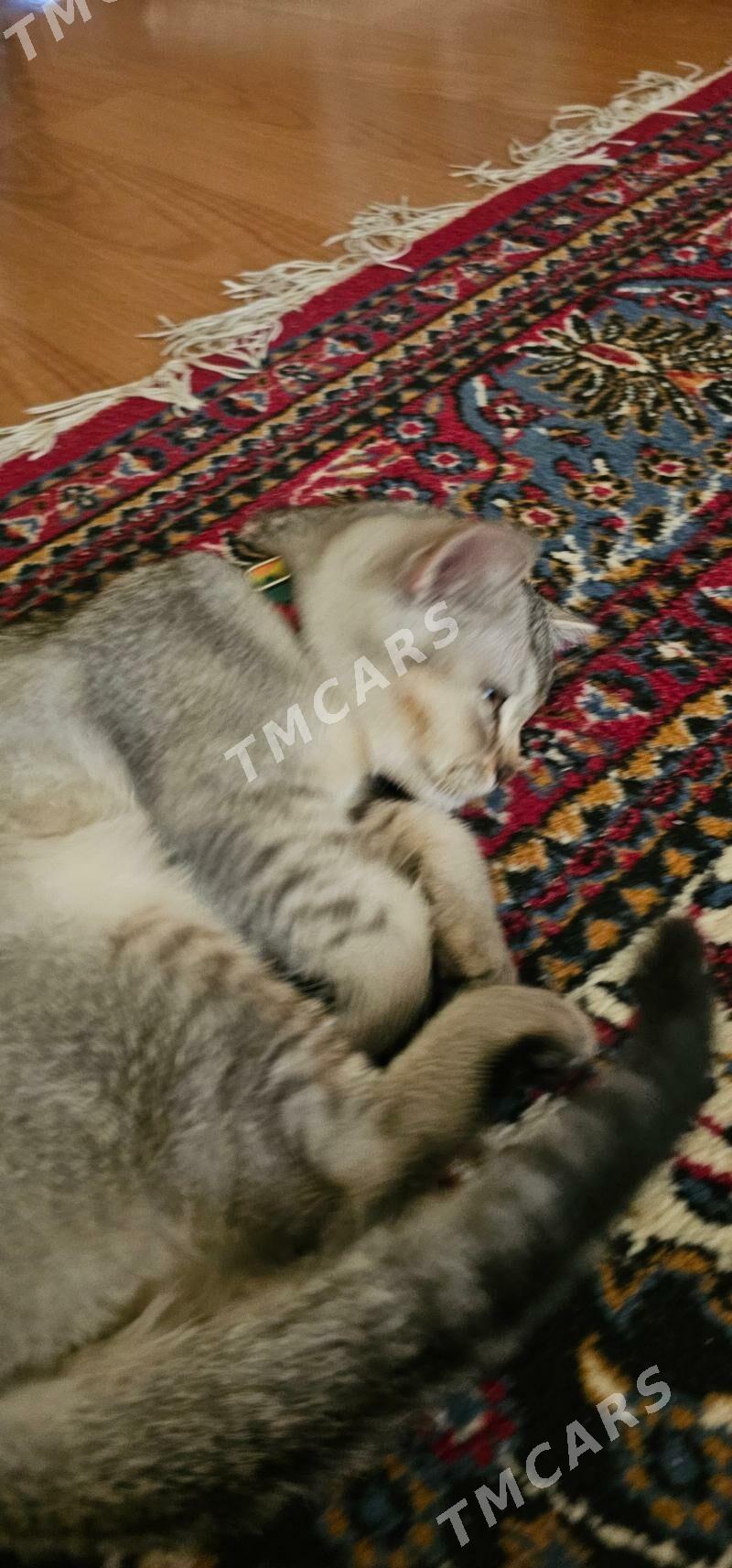 кошка pişik - Aşgabat - img 10