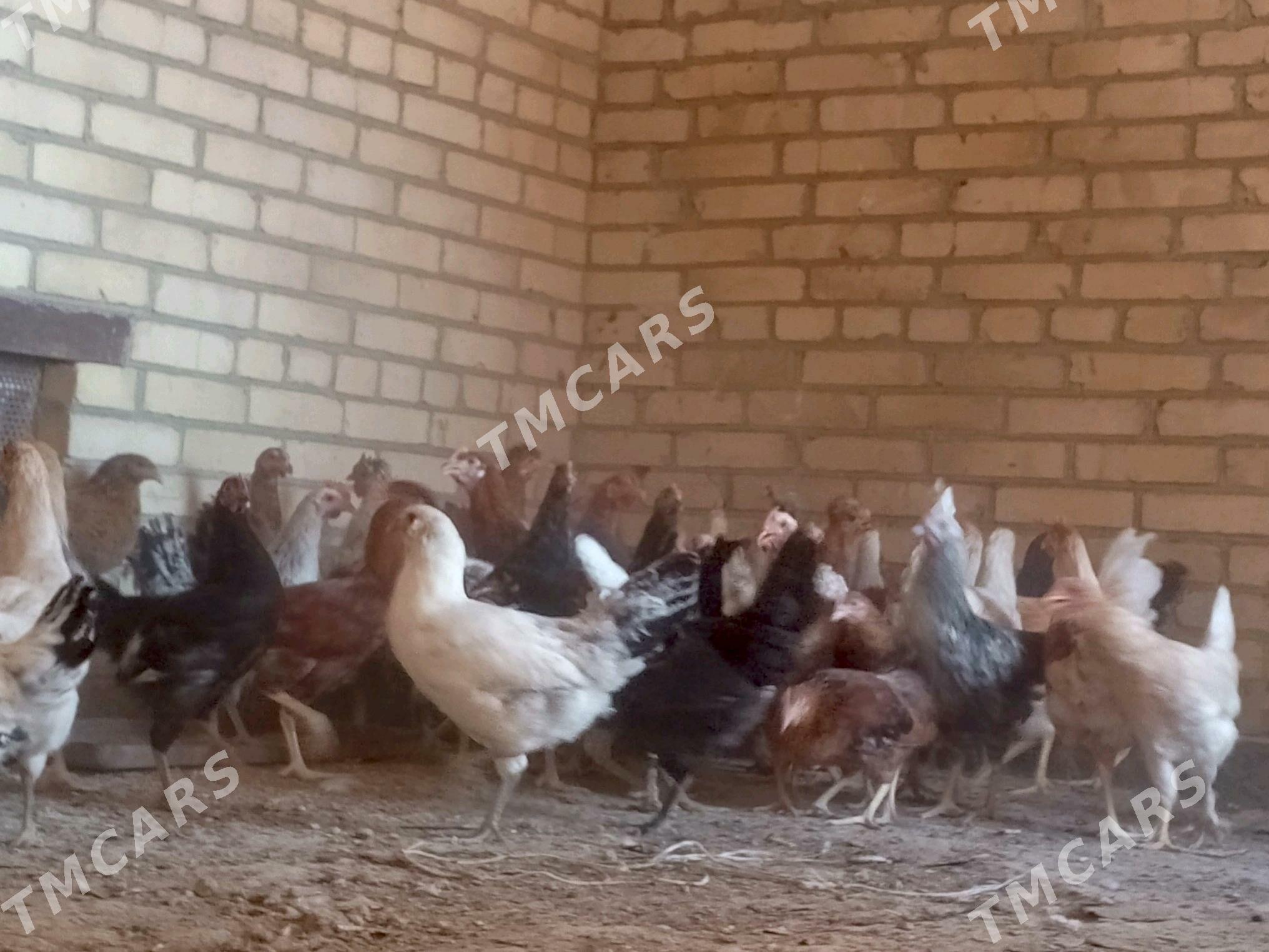 parodny towuklar - Сакар - img 10