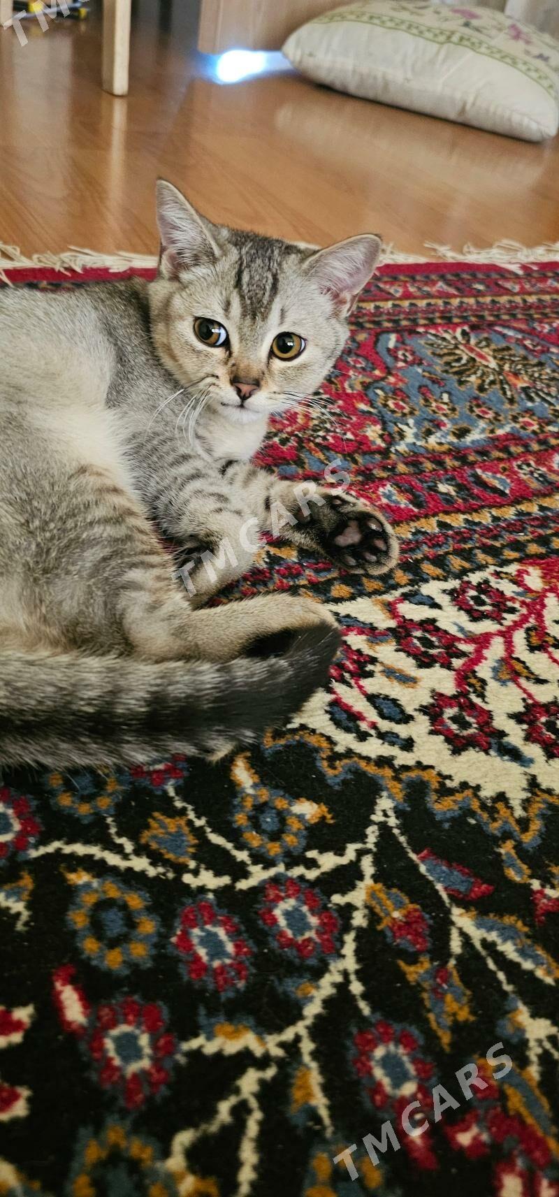 кошка pişik - Aşgabat - img 8
