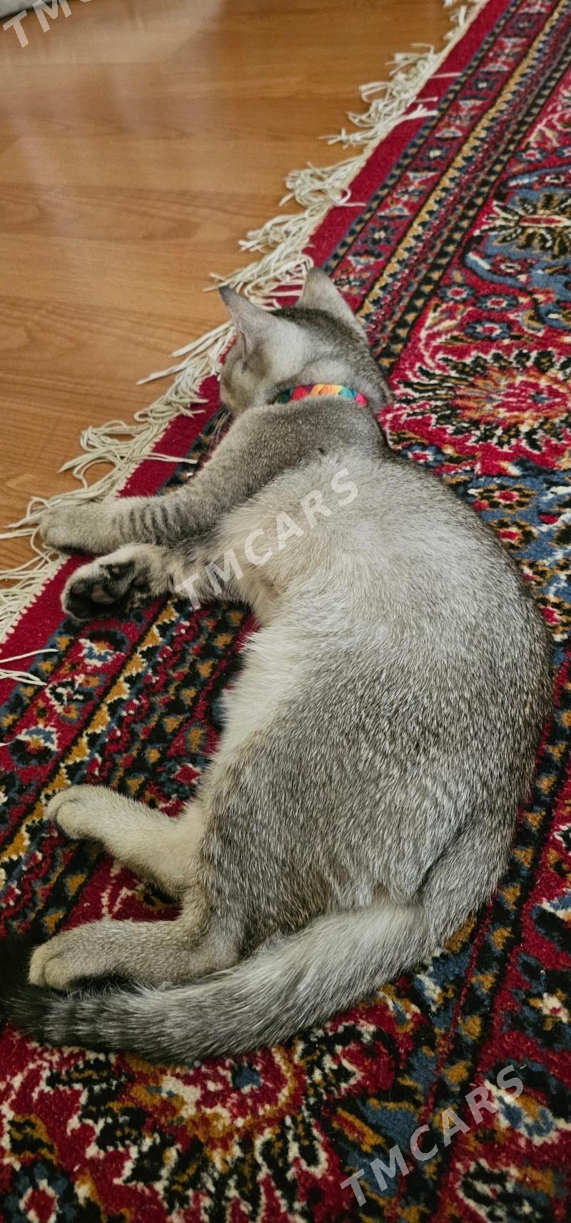 кошка pişik - Aşgabat - img 9