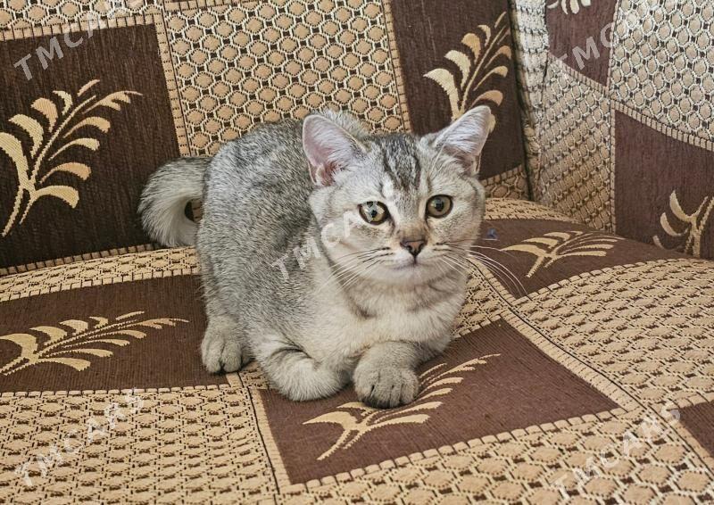 кошка pişik - Aşgabat - img 4