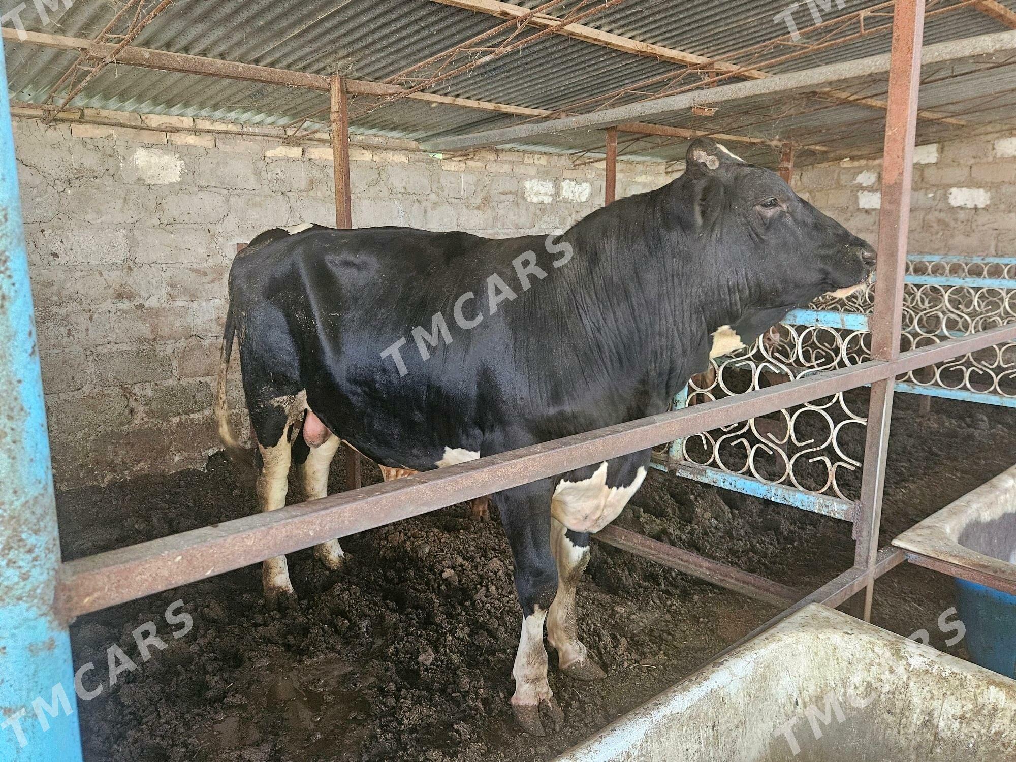 galshteyn okuz - Türkmenabat - img 2