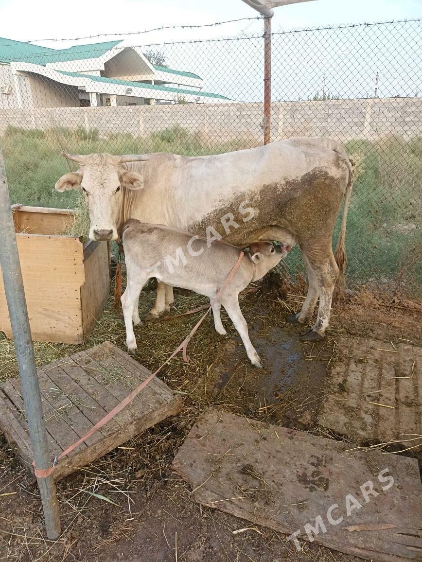 Sygyr goleli - Ýaşlyk - img 2