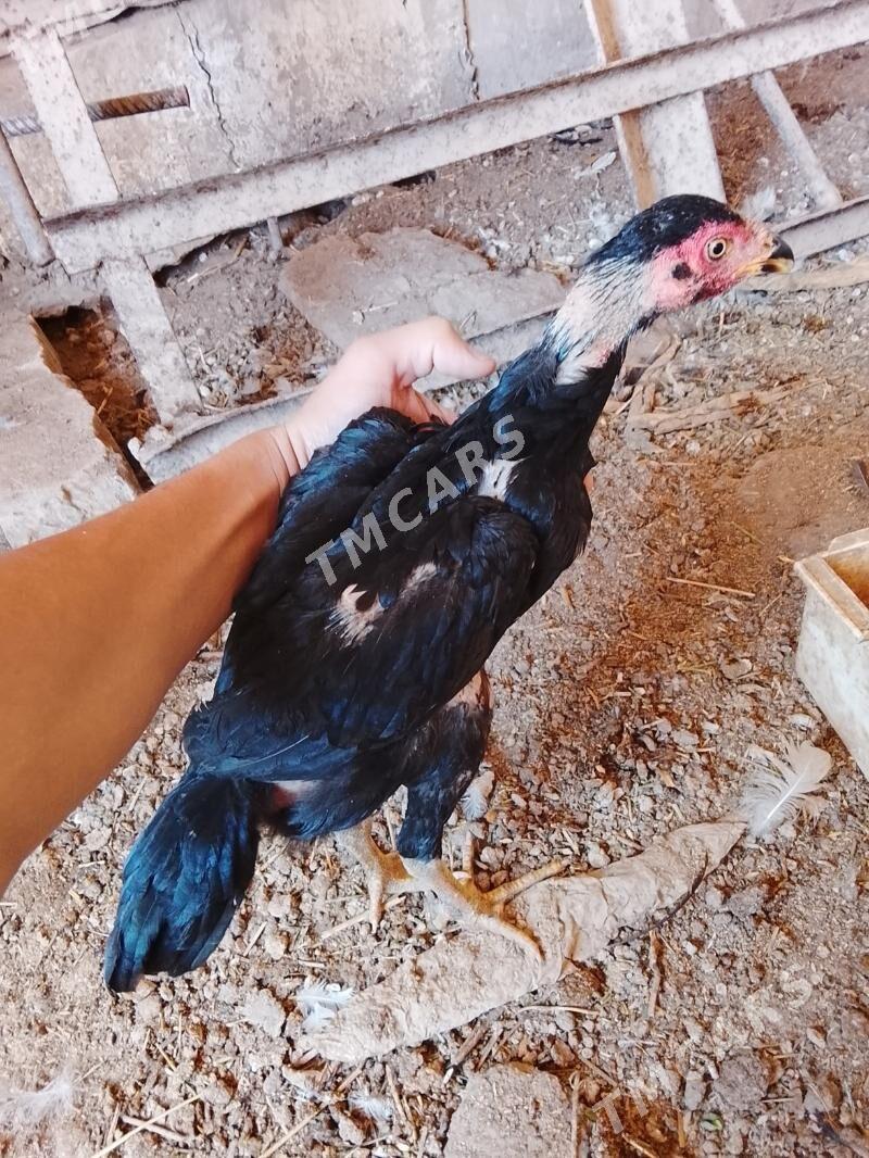 baysok juyje - Çärjew - img 2