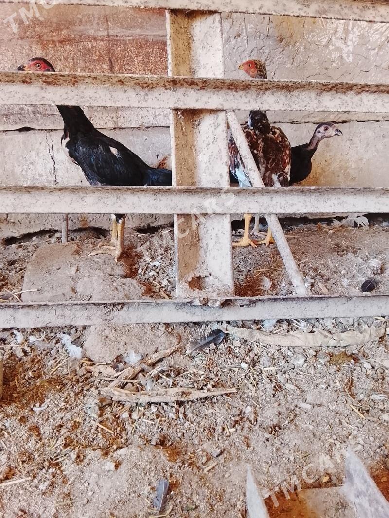 baysok juyje - Çärjew - img 3