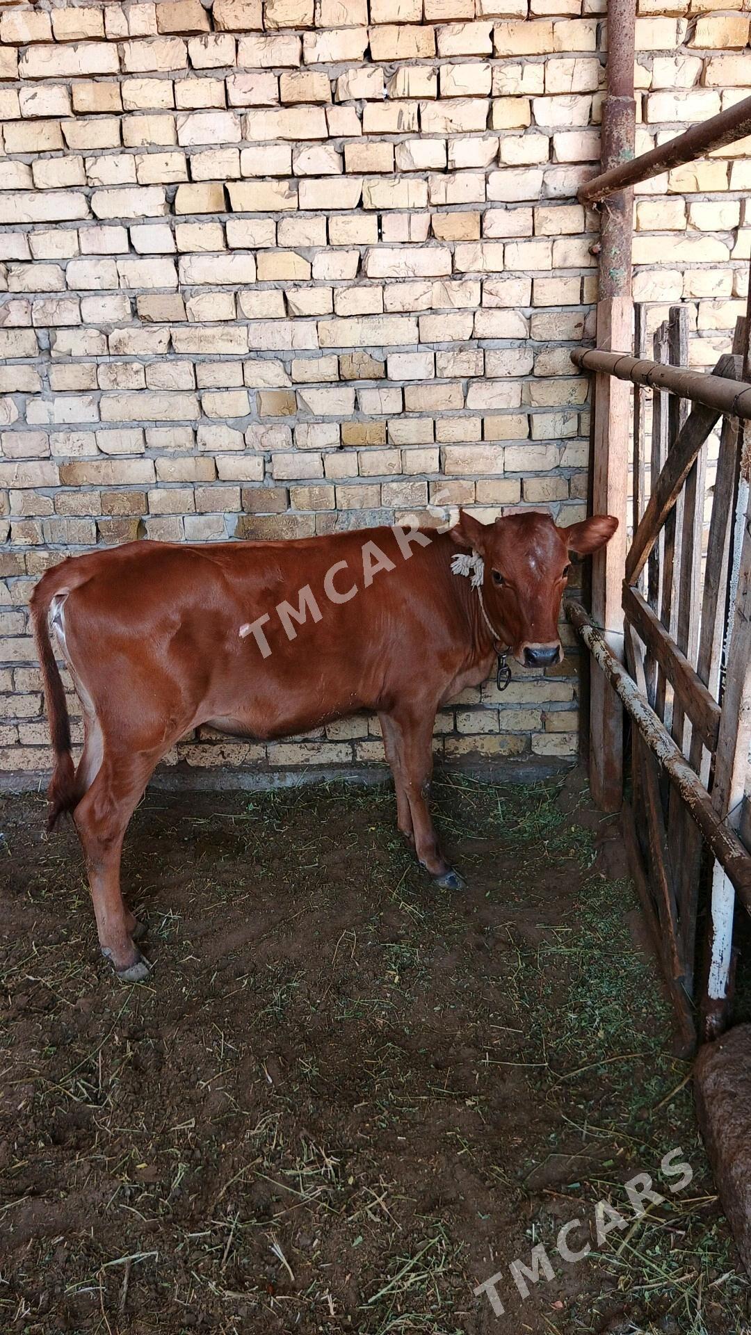 Sygyr - Гёкдепе - img 4
