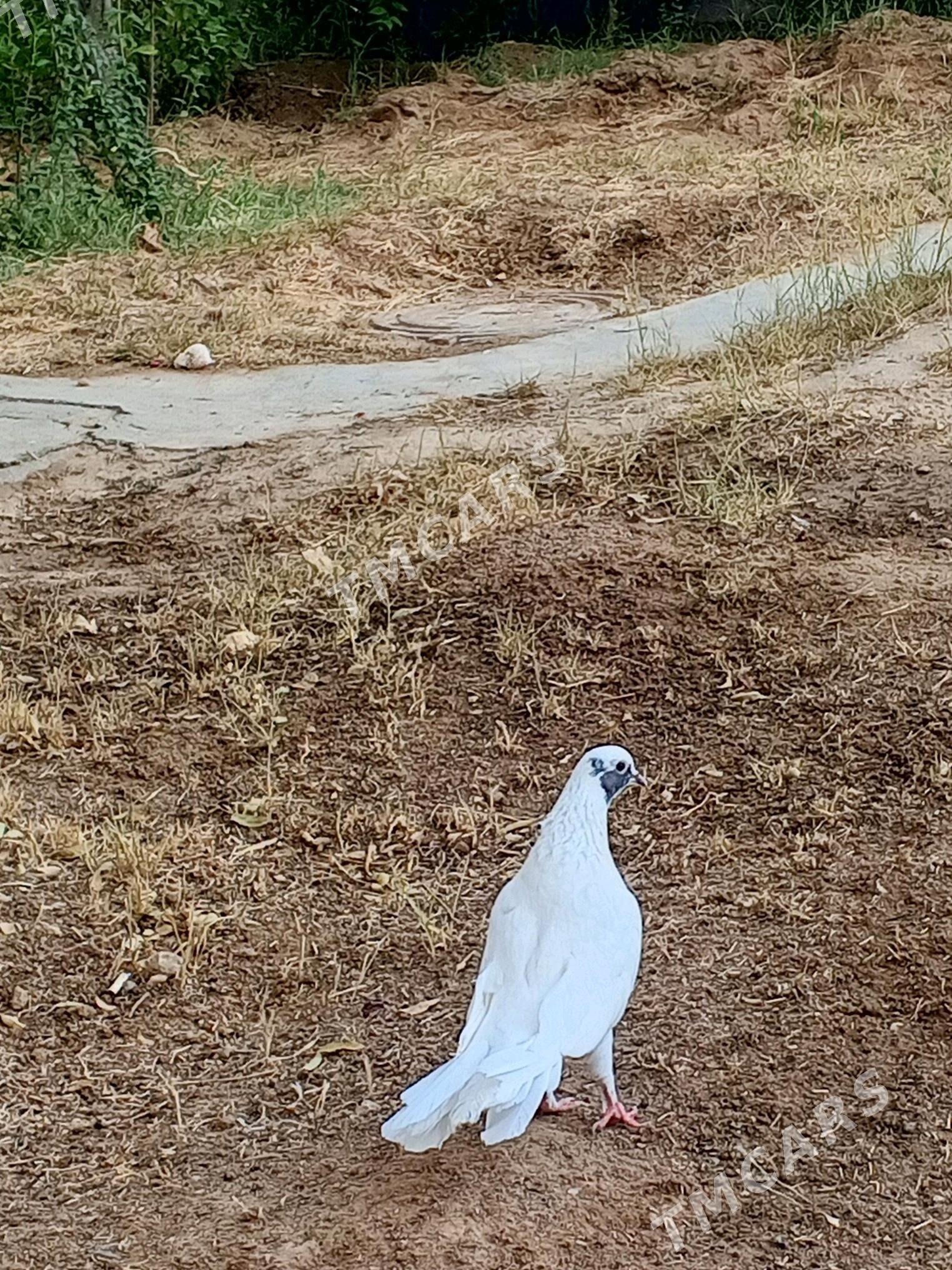 kepderi - Aşgabat - img 4