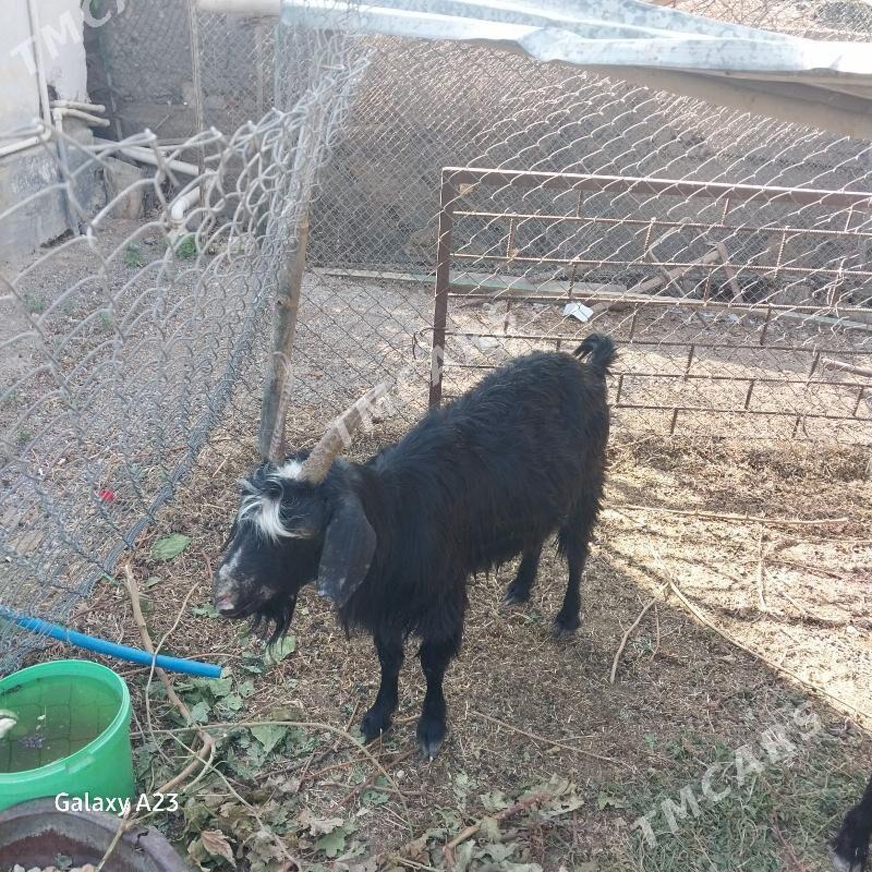 doğ geci - Köşi - img 2