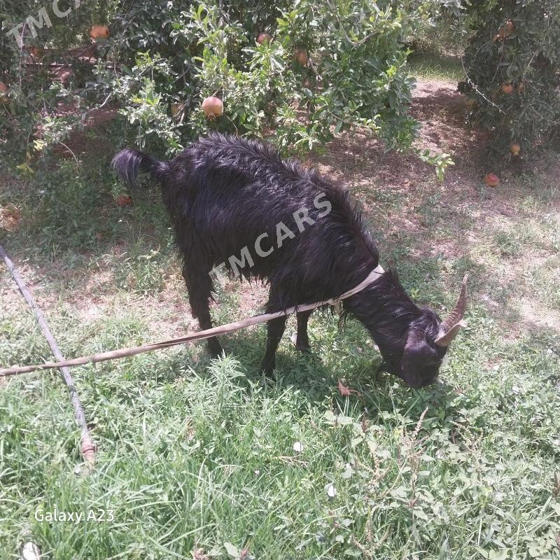 doğ geci - Köşi - img 3