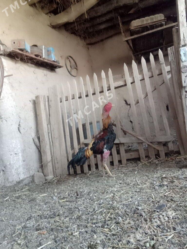 horaz - Darganata - img 3