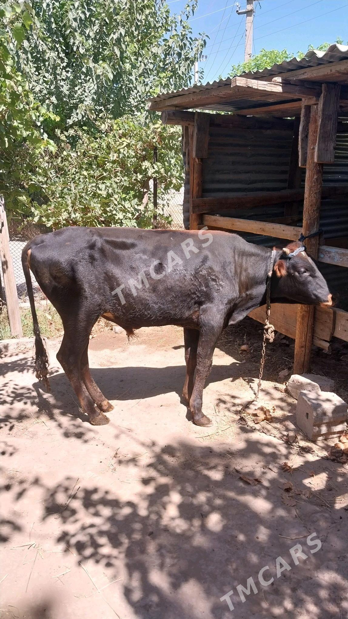 okuz - Köşi - img 3