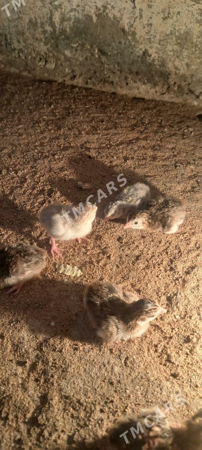 sisarka jüje - Garadamak Şor - img 2