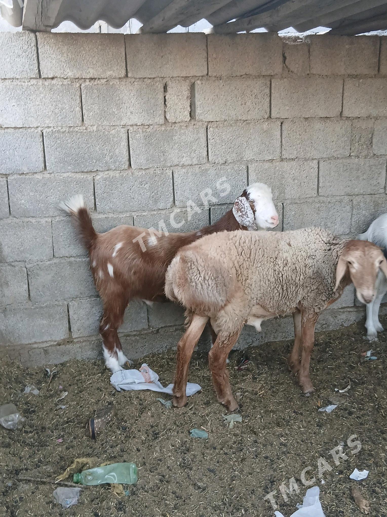 pakistan teke - Bagyr - img 2