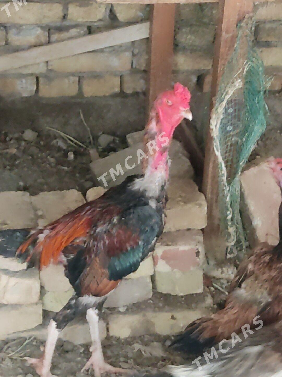 horaz towuk - Türkmenabat - img 2