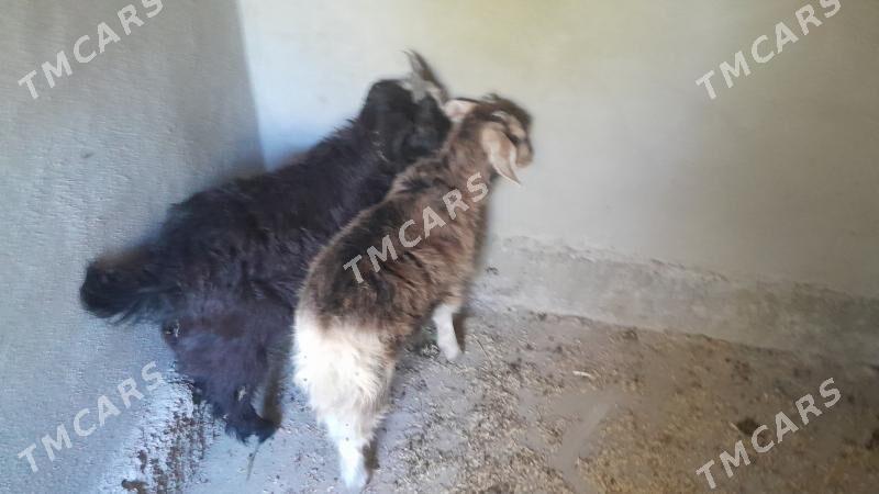 çebiş - Täze zaman - img 3