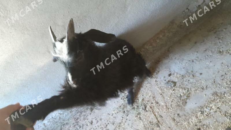 çebiş - Täze zaman - img 2