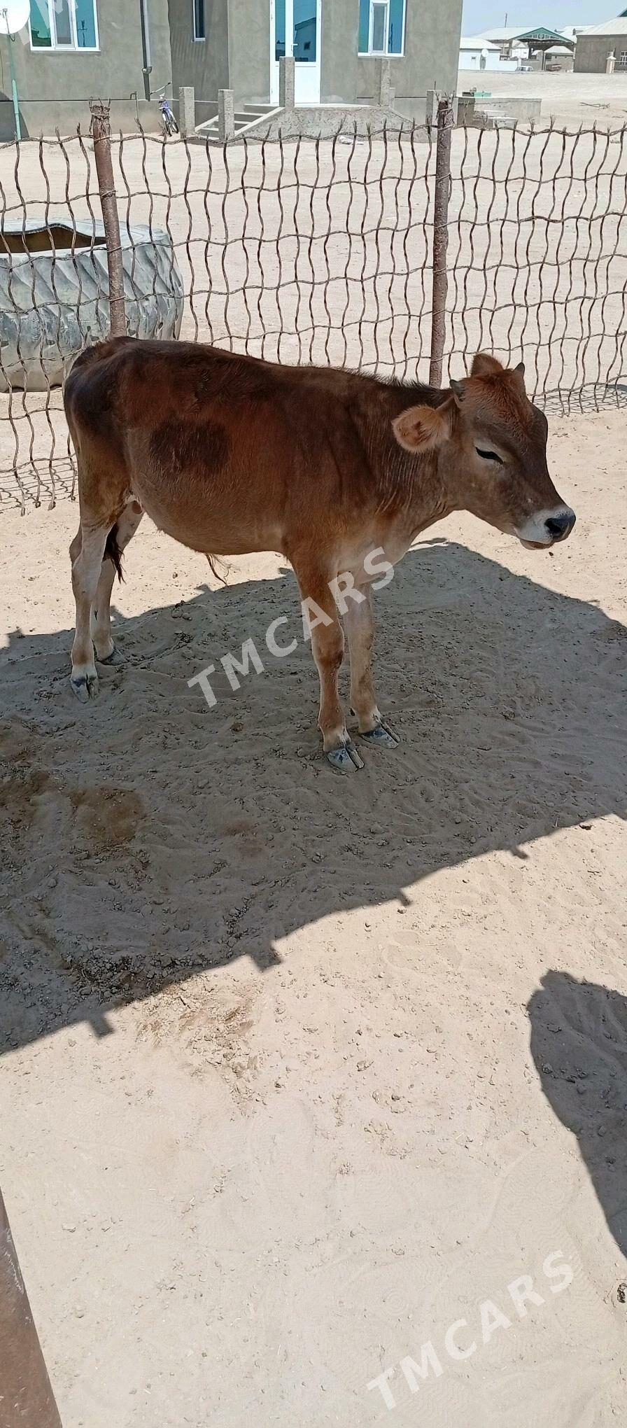 Öküzçe - Esenguly - img 2